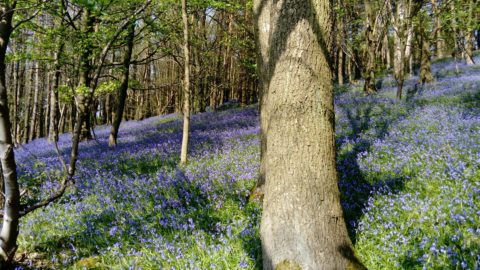 bluebells