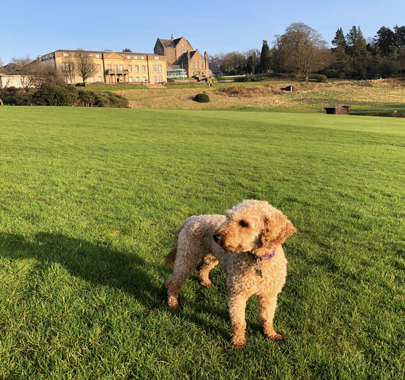 dog-golf-course