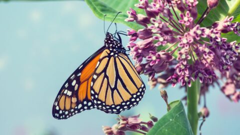 Seasonal Spring Into Summer