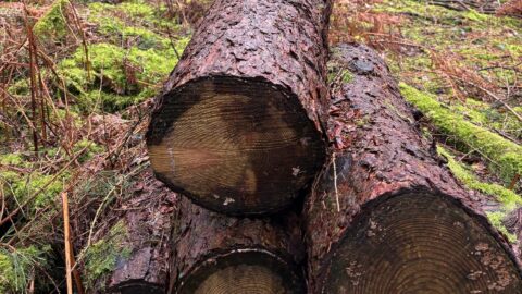 Logs