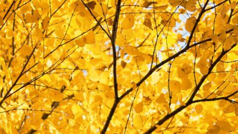 Golden Leaves